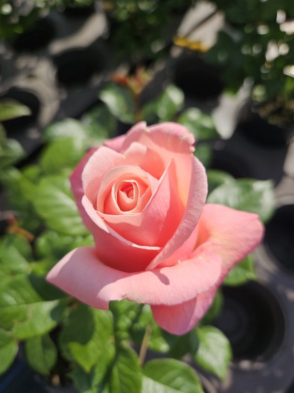 Rosa 'Aphrodite' Rosa 'Aphrodite'