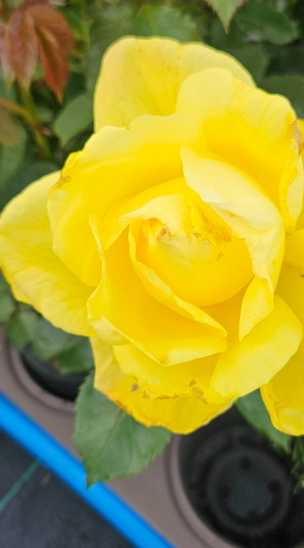 Rosa 'Golden Smiles'