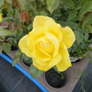 Rosa 'Golden Smiles'