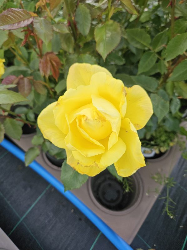 Rosa 'Golden Smiles'