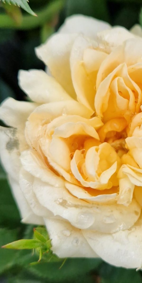 Rosa 'Happy Birthday'