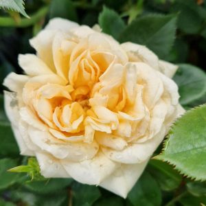 Rosa 'Happy Birthday'