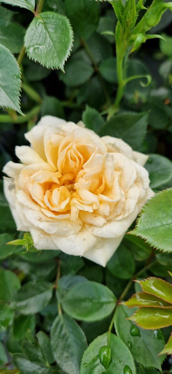 Rosa 'Happy Birthday'