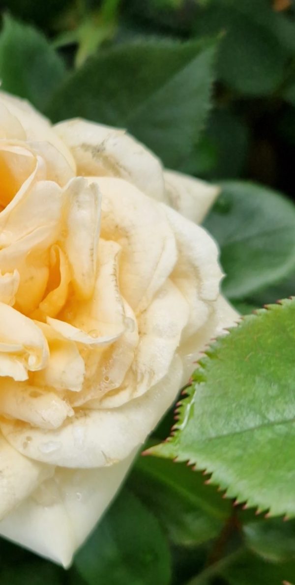 Rosa 'Happy Birthday'