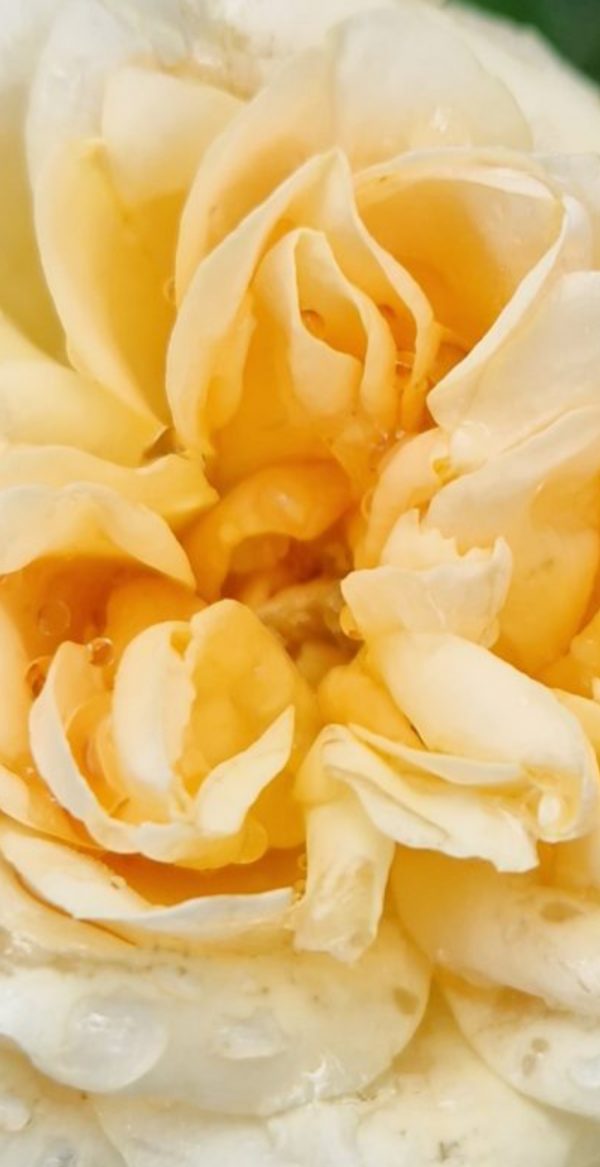 Rosa 'Happy Birthday'