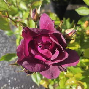 Rosa 'Night Owl'