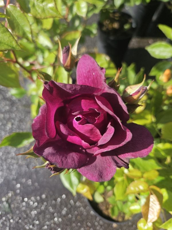 Rosa 'Night Owl'