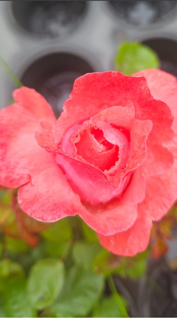 Rosa 'Silver Jubilee' Rosa 'Silver Jubilee'