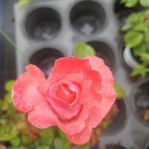 Rosa 'Silver Jubilee'