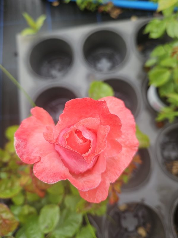 Rosa 'Silver Jubilee'