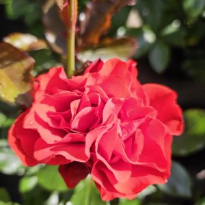 Rosa 'Trumpeter'