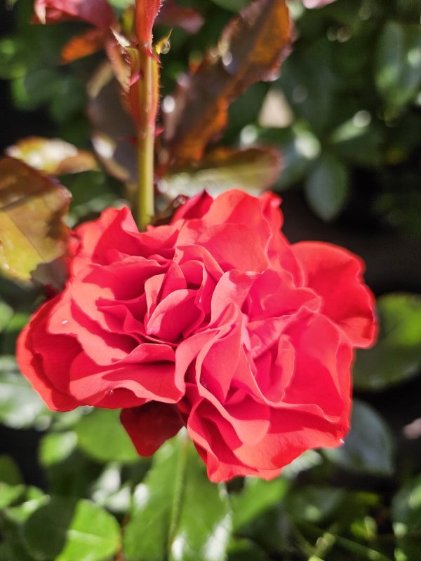 Rosa 'Trumpeter' Rosa 'Trumpeter'