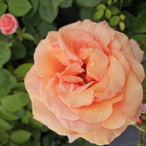 Rosa 'Warm Wishes'