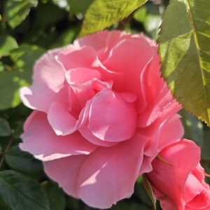 Rosa 'Your Beautiful'