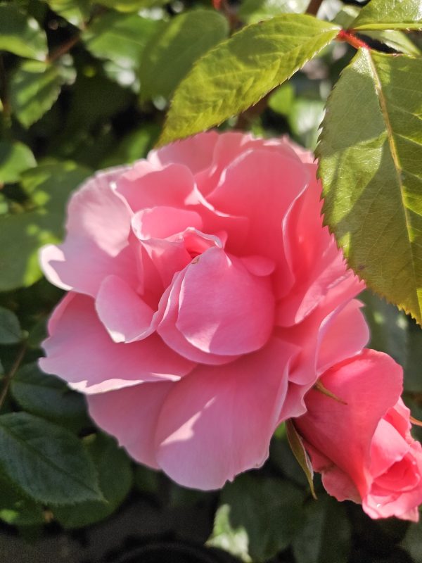 Rosa 'Your Beautiful'