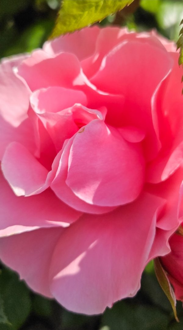 Rosa 'Your Beautiful'