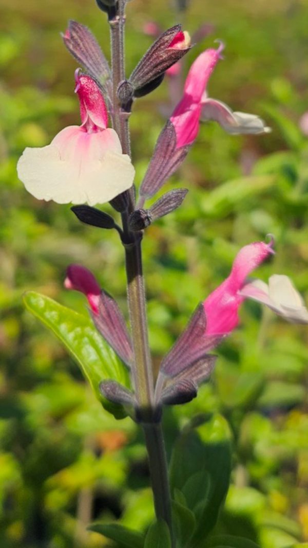 Salvia 'Cuello Cream Pink'2 Salvia 'Cuello Cream Pink'