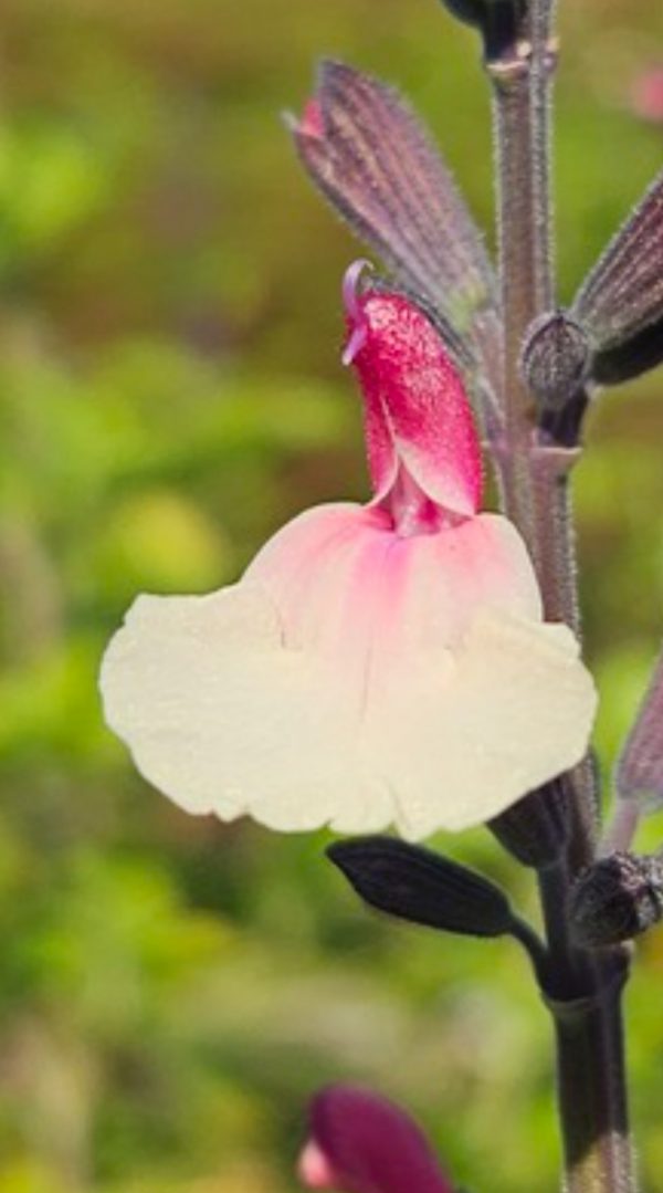 Salvia 'Cuello Cream Pink'3 Salvia 'Cuello Cream Pink'