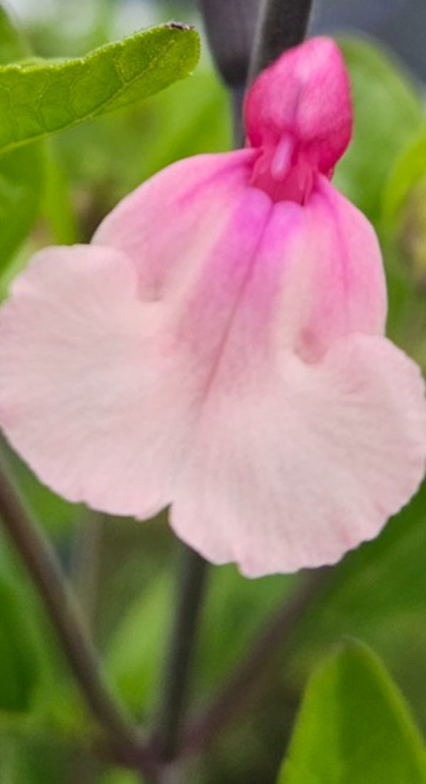 Salvia 'Cuello White Pink'