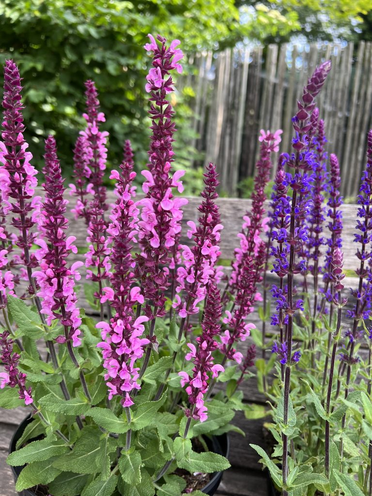 Salvia nemorosa 'Katsjing' | Proctors Nursery