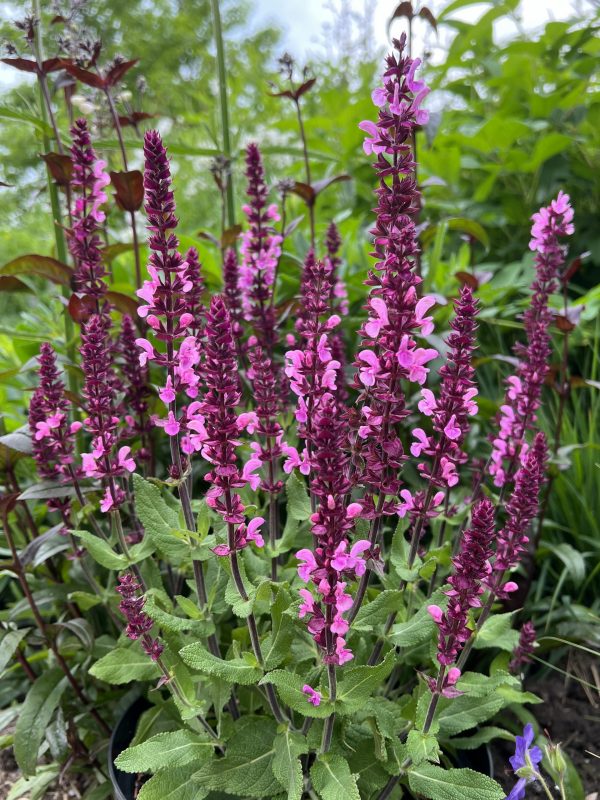 Salvia Katsjing 03