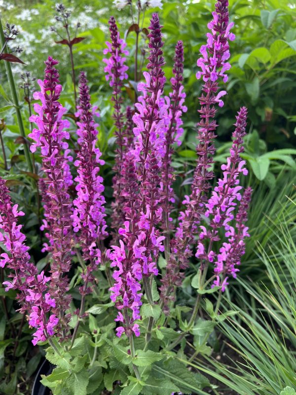 Salvia Katsjing 20