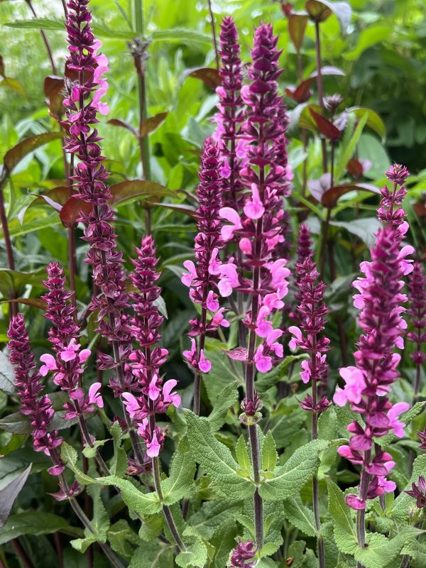 Salvia Katsjing 26