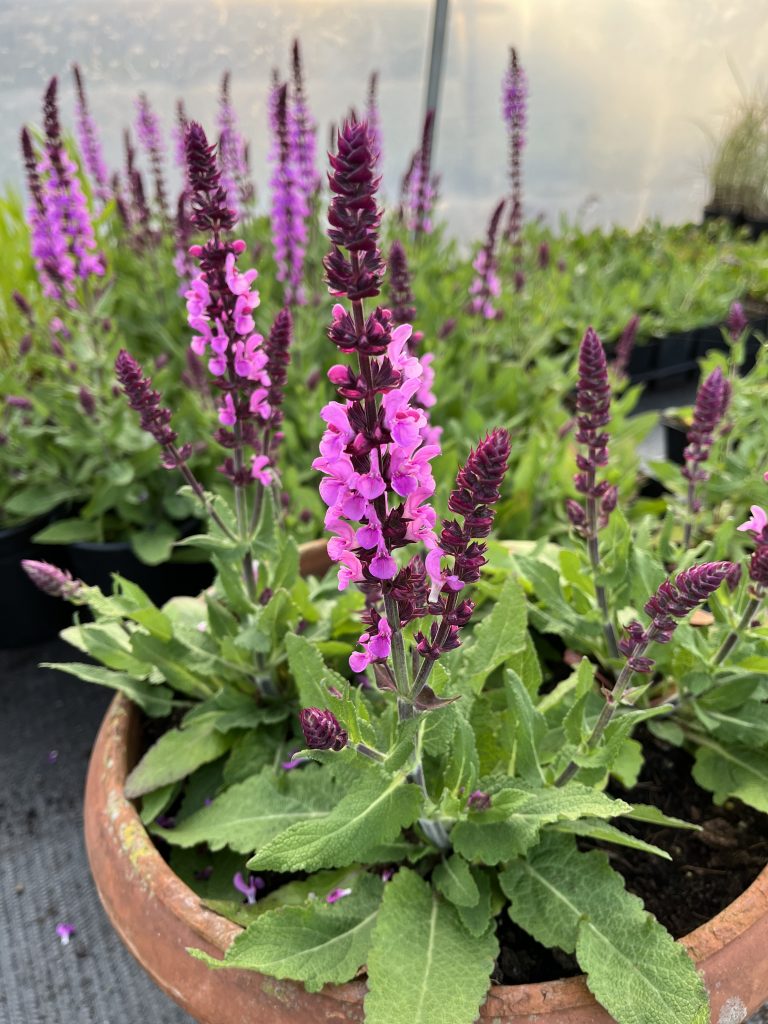 Salvia nemorosa 'Katsjing' | Proctors Nursery