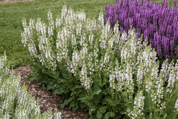 Salvia Snow Kiss fp