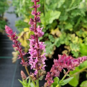Salvia nemorosa 'Rose Queen'