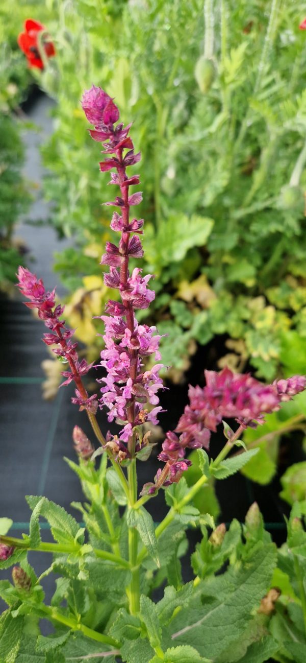 Salvia nemorosa 'Rose Queen' Salvia nemorosa 'Rose Queen'