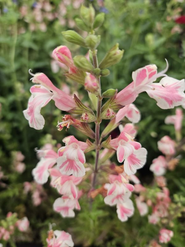 Salvia x jamensis 'Belle de Loire'