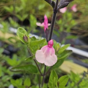 Salvia ‘Cuello White Pink’