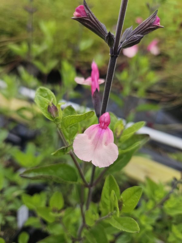 Salvia ‘Cuello White Pink’