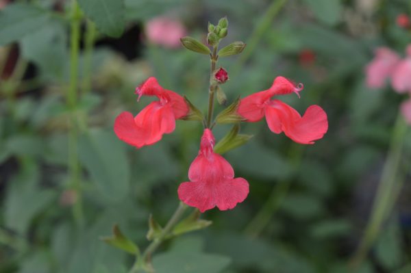 Salvia x jamensis 'Flammenn' | Proctors Nursery