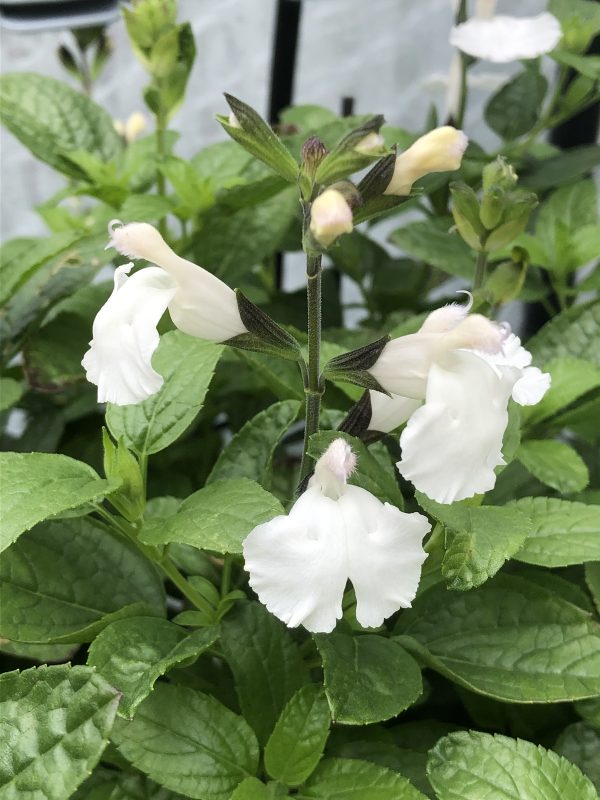 Salvia_Snowball