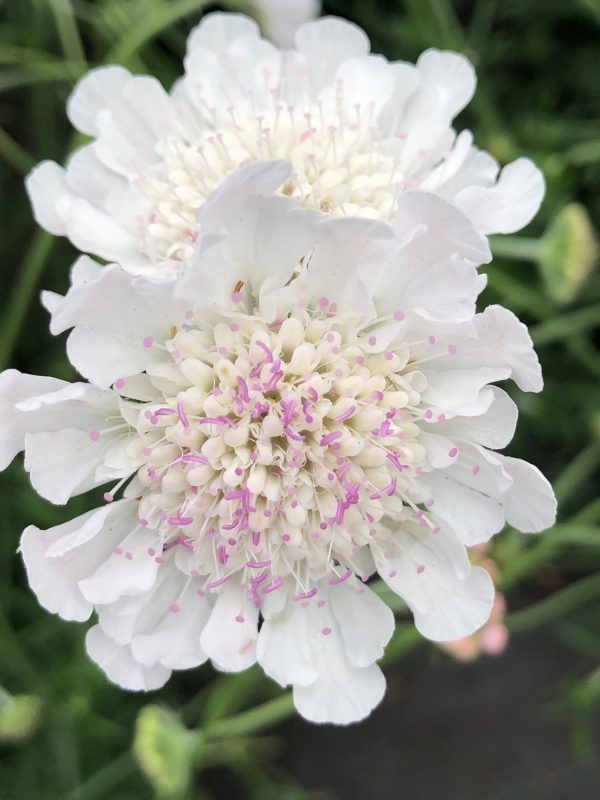 Scabiosa_Kudo_White_01_FL