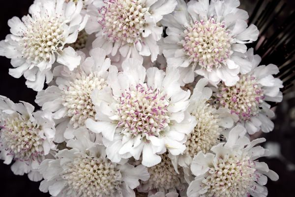Scabiosa_Kudo_White_02_FL