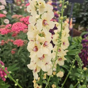 Verbascum 'Cotswold Queen'