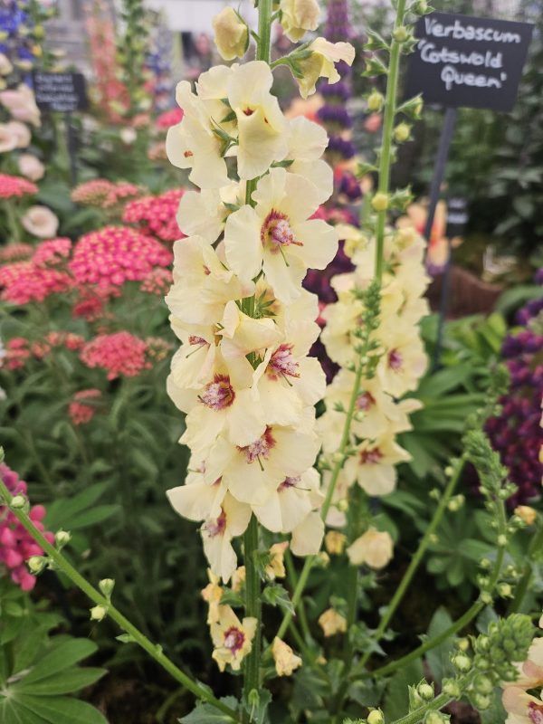 Verbascum 'Cotswold Queen'