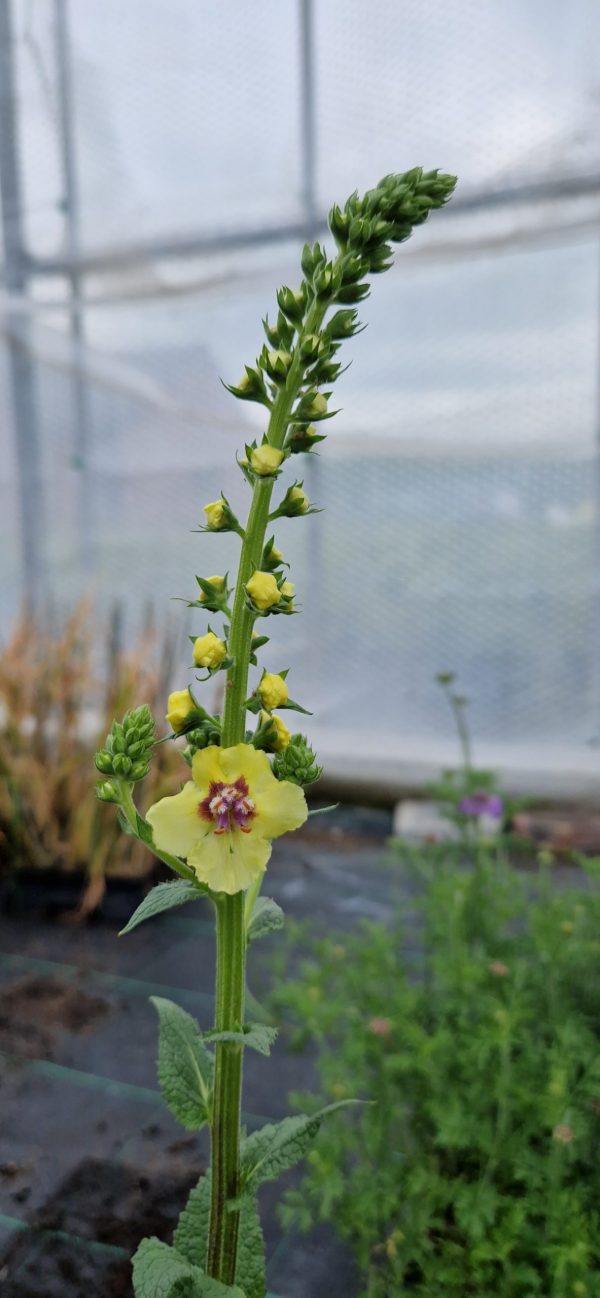 Verbascum 'Cotswold Queen'