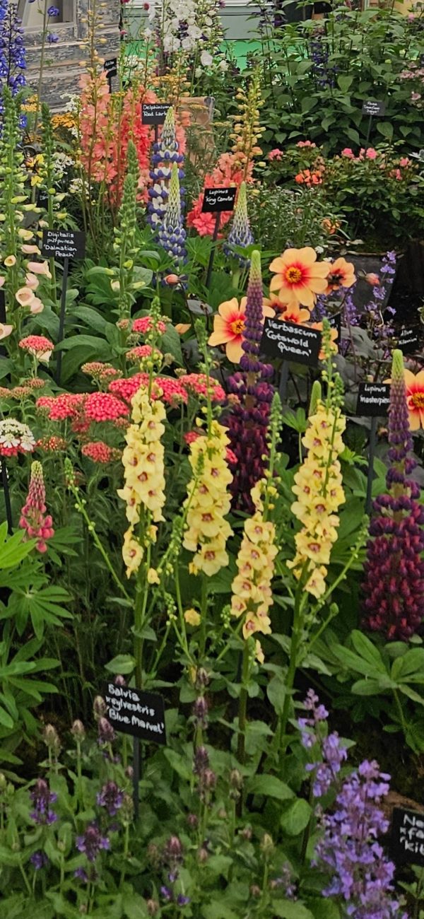 Verbascum 'Cotswold Queen'