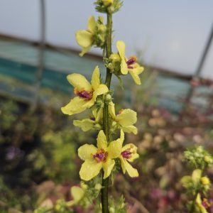 Verbascum chaixii 'Sixteen Candles'