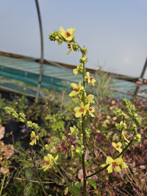 Verbascum chaixii 'Sixteen Candles'