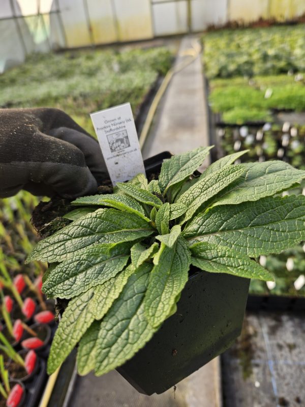 Verbascum chaixii 'Sixteen Candles'