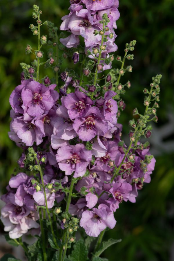 Verbascum_Sugar_Plum_01