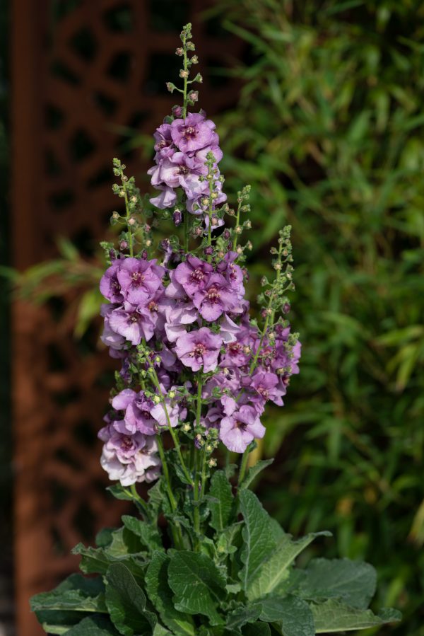 Verbascum_Sugar_Plum_02