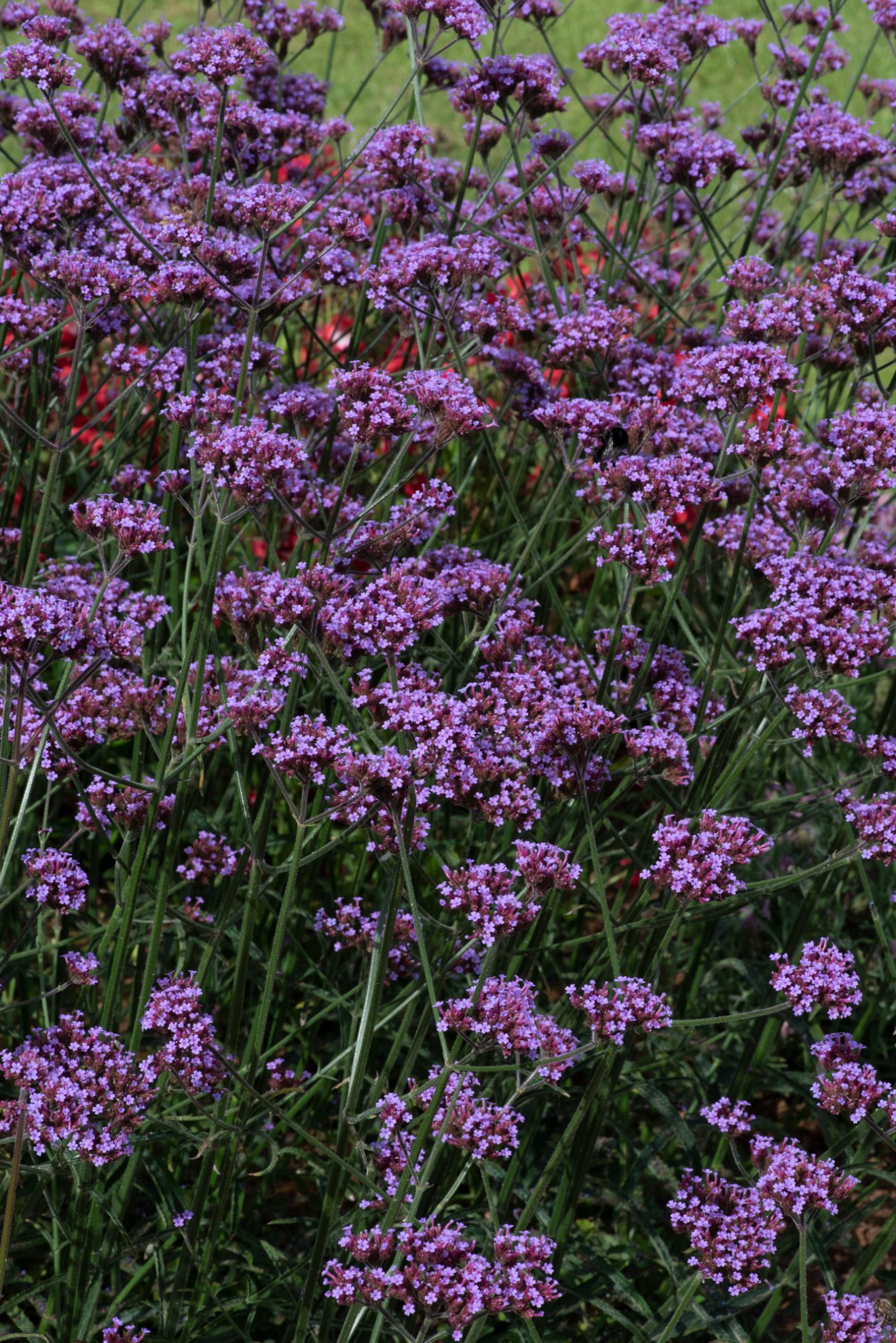 Verbena bonariensis 'Bonnie Blue' | Proctors Nursery