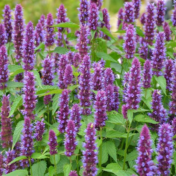Agastache rugosa 'Beelicious Purple'