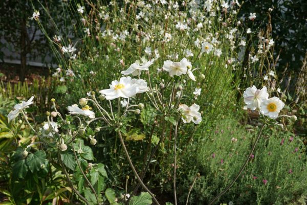 Anemone Fertile, moist, well-drained soil. Hardy.
